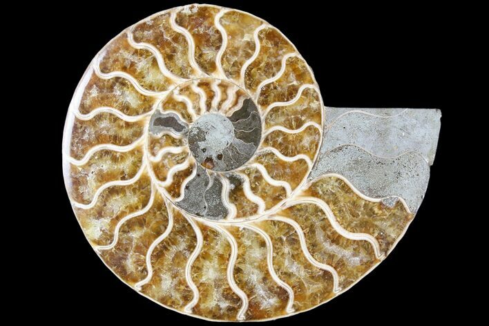 Agatized Ammonite Fossil (Half) - Madagascar #79719